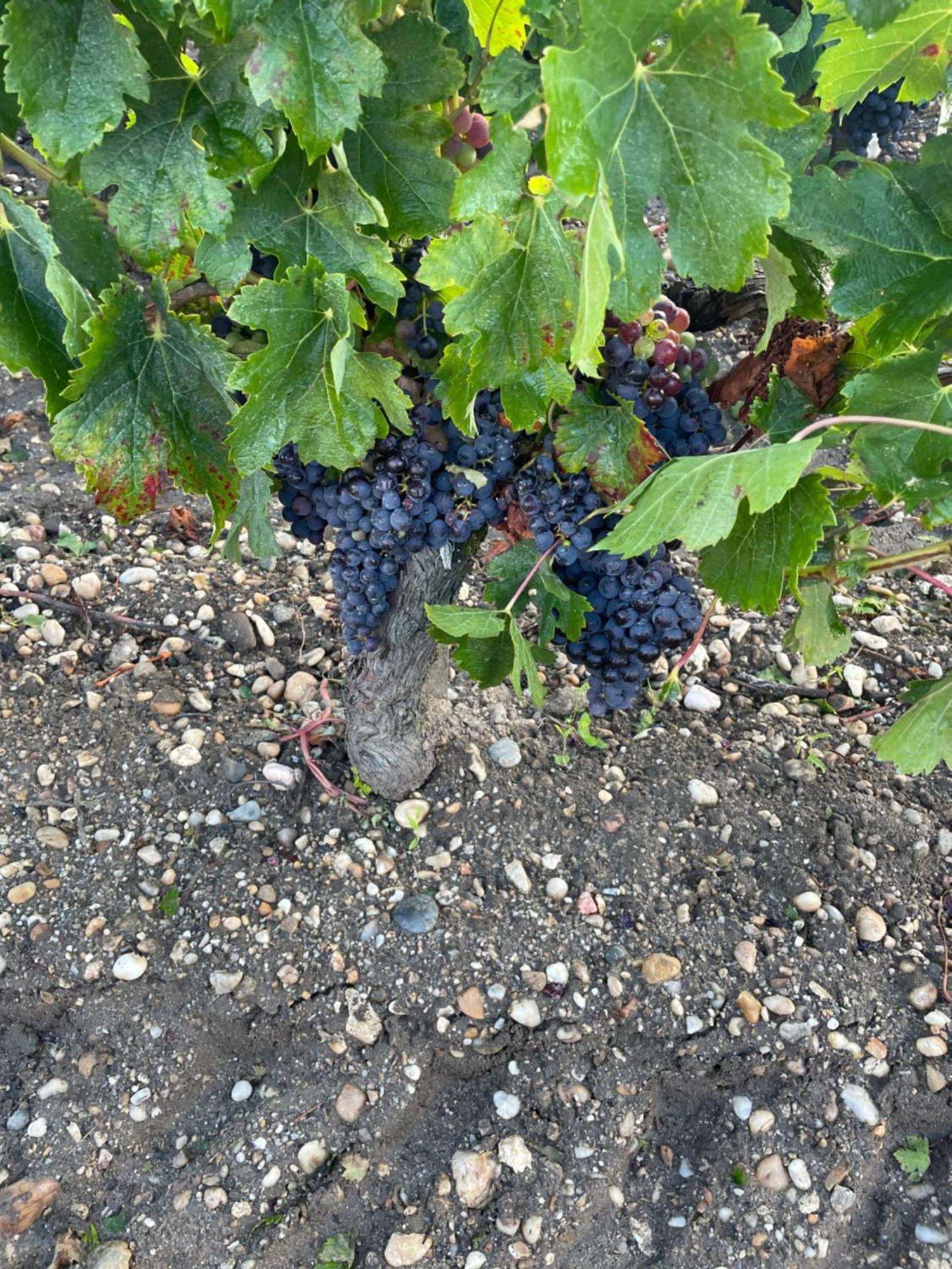Domaine Des Quatre Terres Villa Lesparre-Médoc Eksteriør bilde