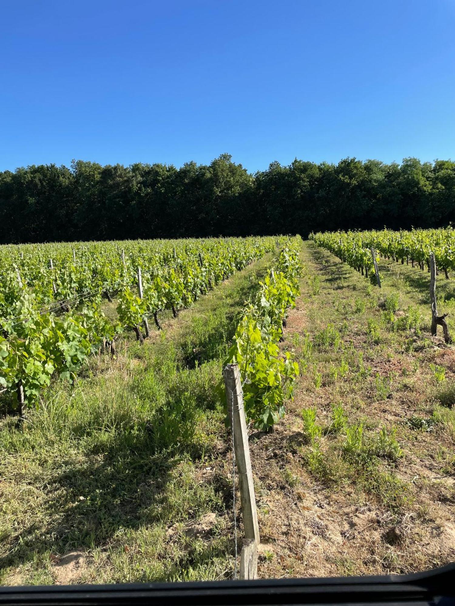 Domaine Des Quatre Terres Villa Lesparre-Médoc Eksteriør bilde